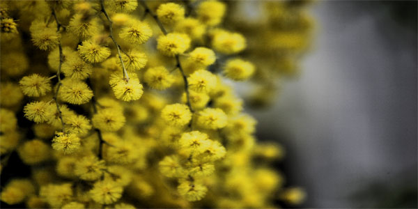 Çiçek, bitki fotoğrafı 3