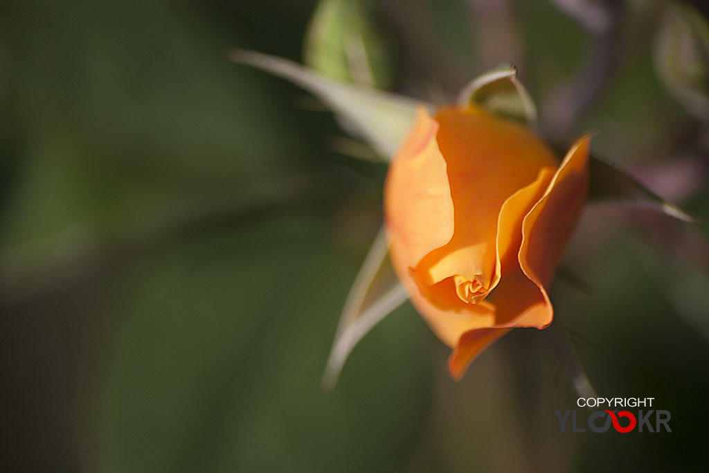 Çiçek Fotoğrafı; Flowers Photography 56