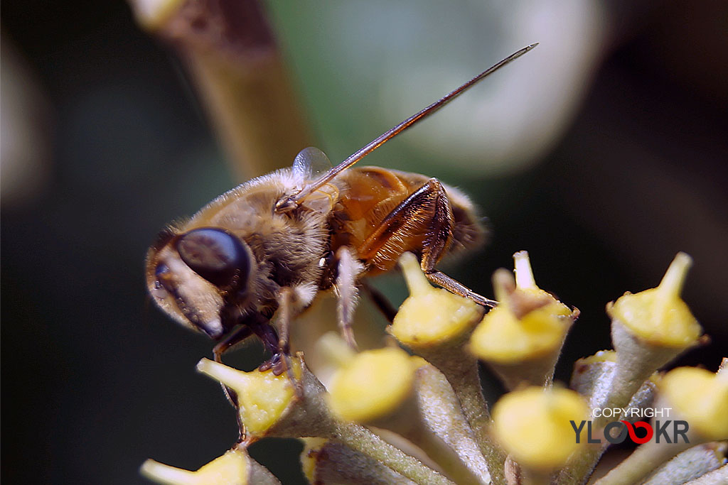 Arı, Wasp, Bee, Makro Fotoğraf, Macro Photography 22