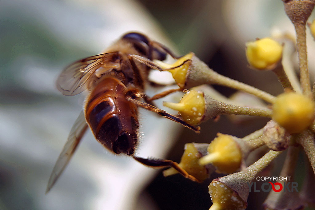 Arı, Wasp, Bee, Makro Fotoğraf, Macro Photography 29