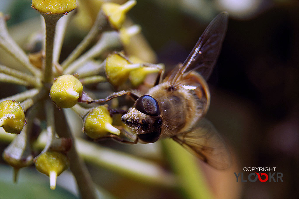 Arı, Wasp, Bee, Makro Fotoğraf, Macro Photography 5