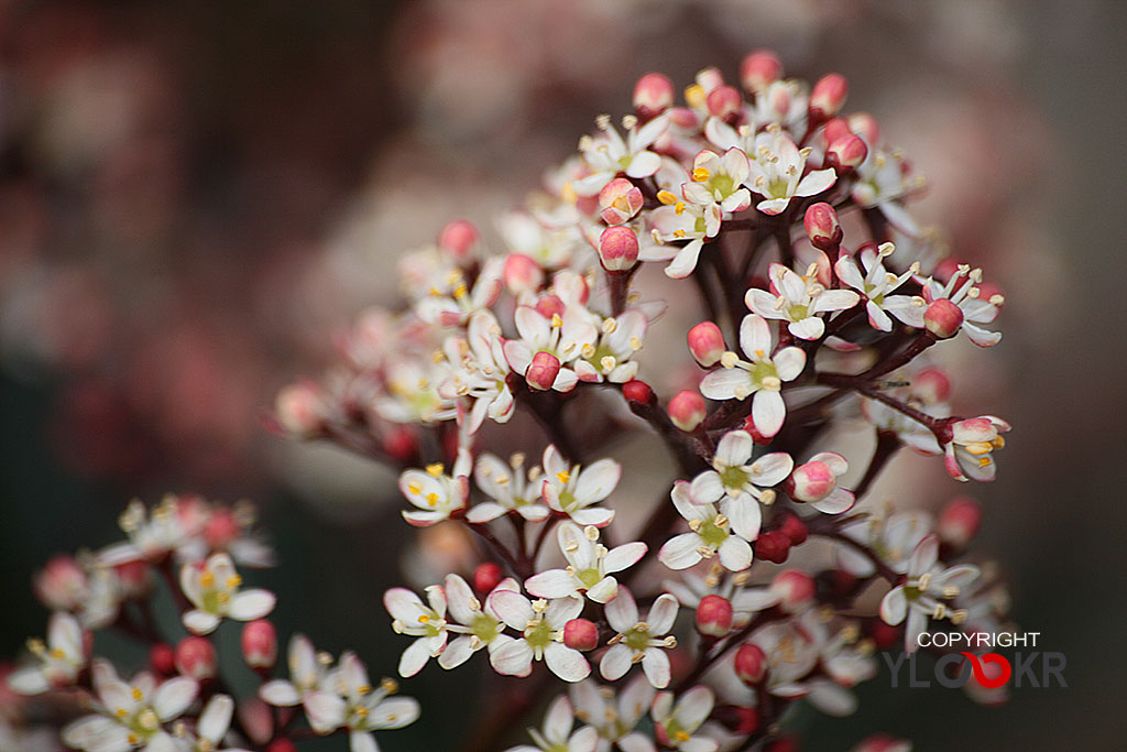 Çiçek Fotoğrafı; Flowers Photography 10