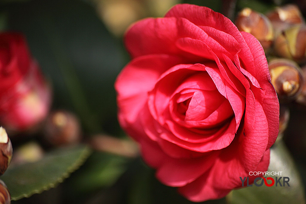 Çiçek Fotoğrafı; Flowers Photography 3