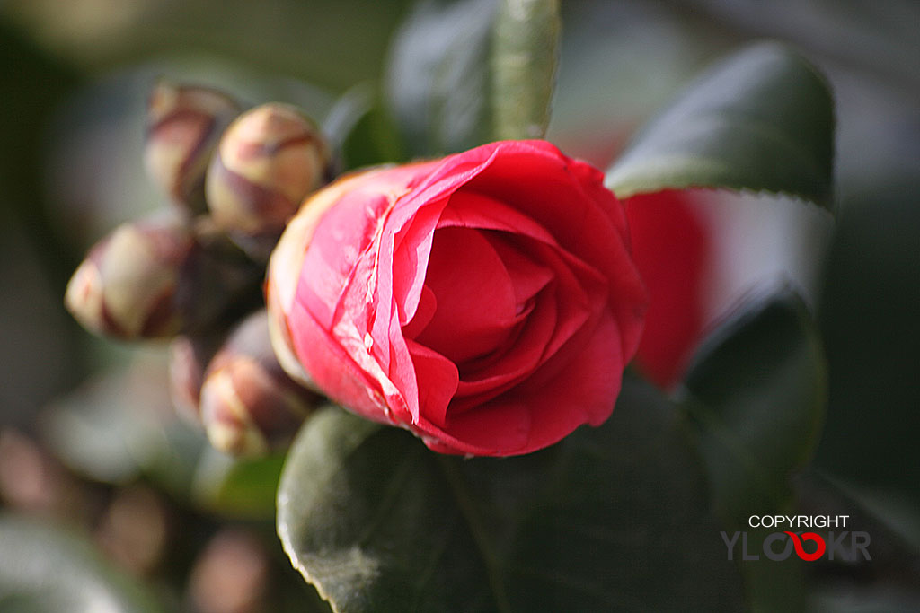 Çiçek Fotoğrafı; Flowers Photography 5