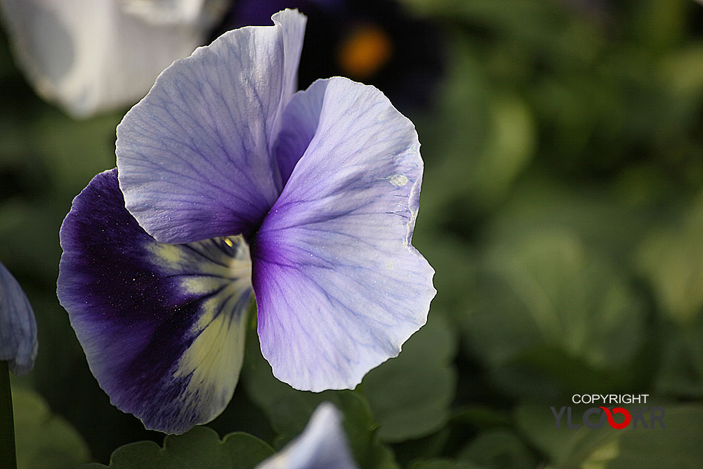 Çiçek Fotoğrafı; Flowers Photography 7