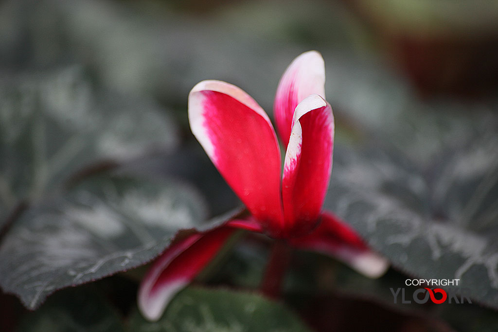 Çiçek Fotoğrafı; Flowers Photography 9