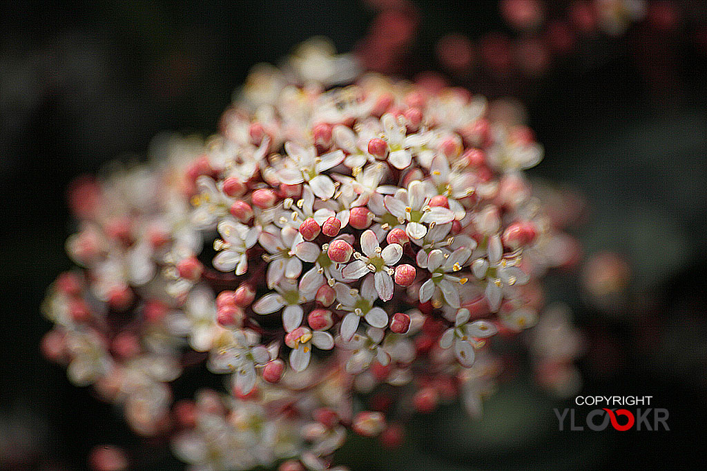 Çiçek Fotoğrafı; Flowers Photography 11