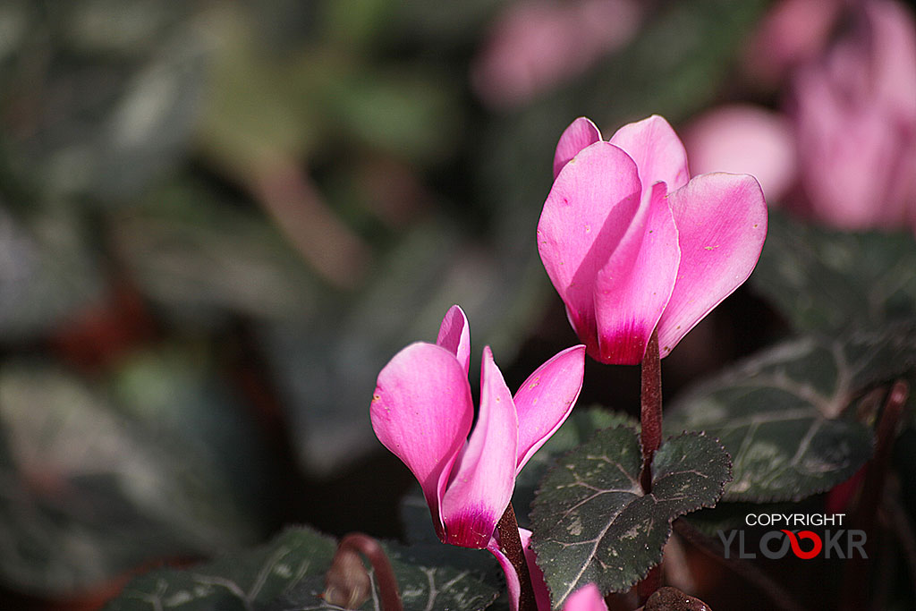 Çiçek Fotoğrafı; Flowers Photography 13