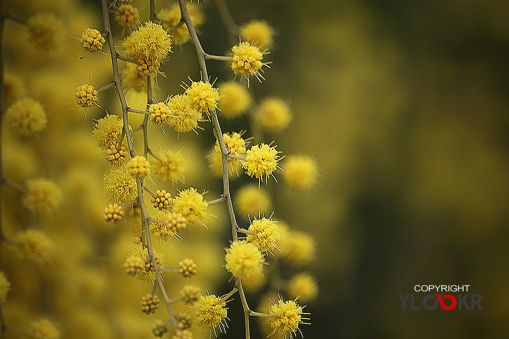 Çiçek Fotoğrafı; Flowers Photography 20