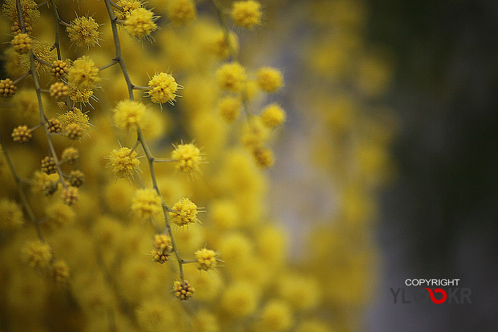 Çiçek Fotoğrafı; Flowers Photography 22