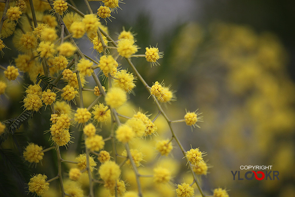 Çiçek Fotoğrafı; Flowers Photography 23