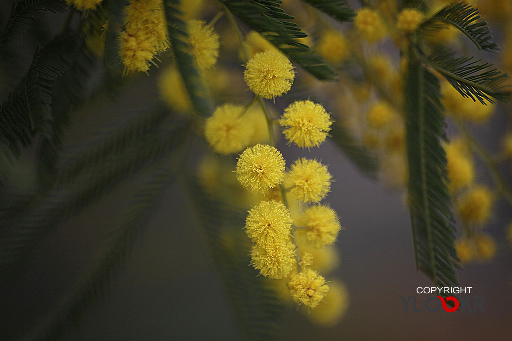 Çiçek Fotoğrafı; Flowers Photography 24