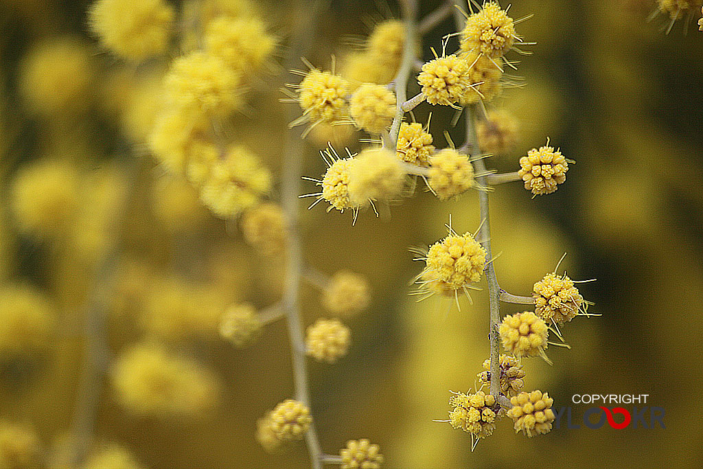 Çiçek Fotoğrafı; Flowers Photography 27