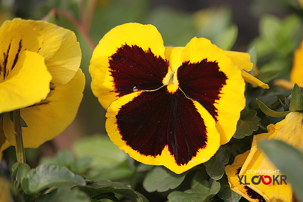 Çiçek Fotoğrafı; Flowers Photography 28