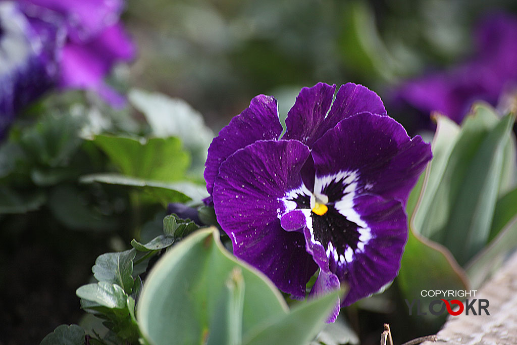 Çiçek Fotoğrafı; Flowers Photography 30