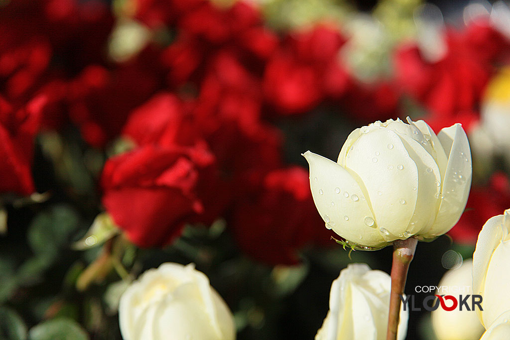 Çiçek Fotoğrafı; Flowers Photography 35