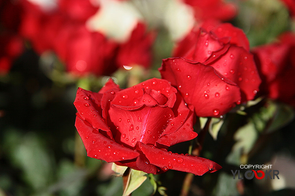 Çiçek Fotoğrafı; Flowers Photography 38