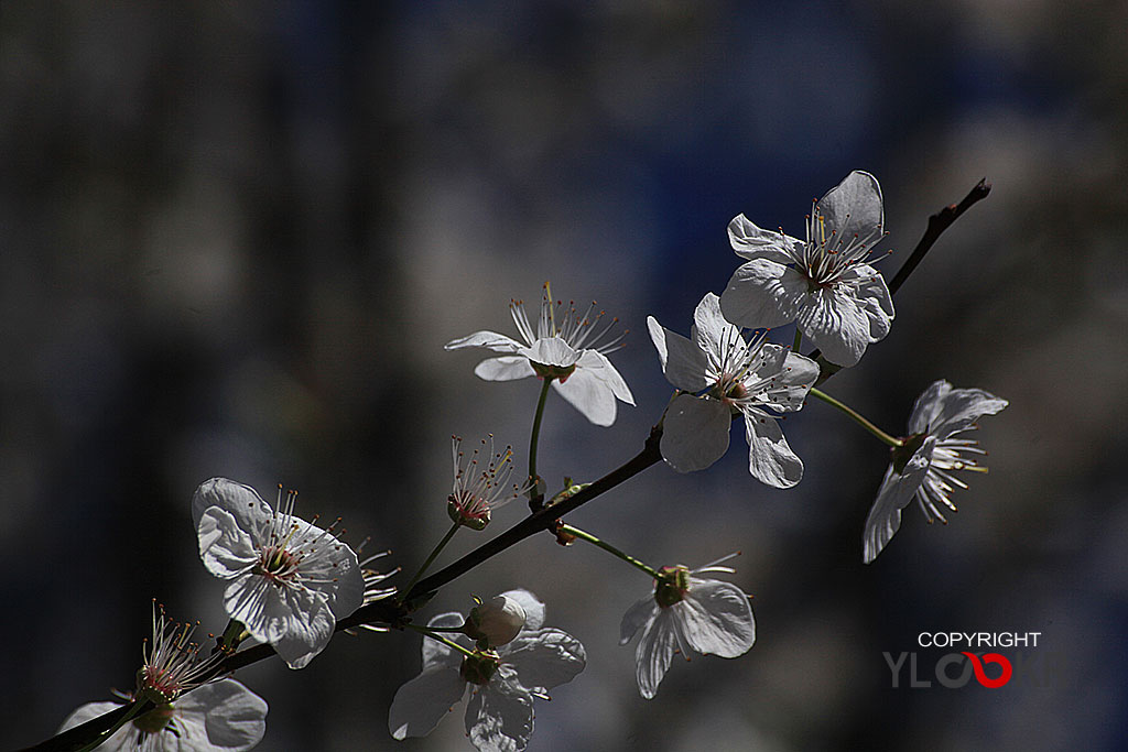 Çiçek Fotoğrafı; Flowers Photography 42