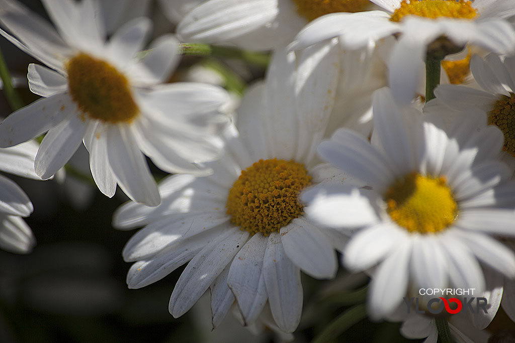 Çiçek Fotoğrafı; Flowers Photography 43