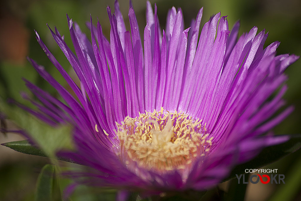 Çiçek Fotoğrafı; Flowers Photography 45