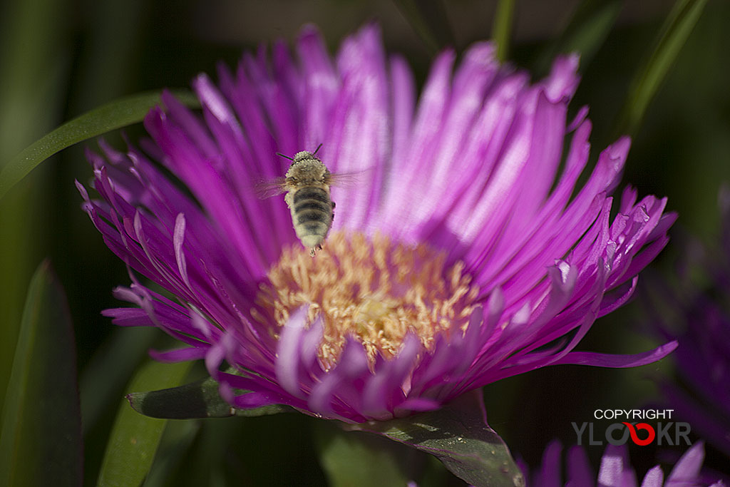 Çiçek Fotoğrafı; Flowers Photography 46