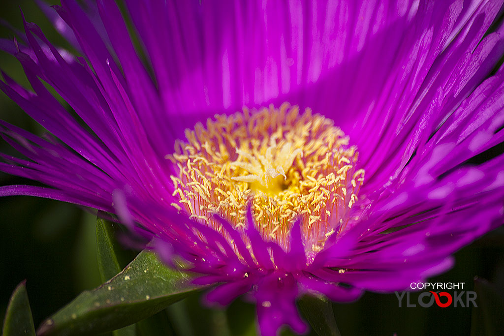 Çiçek Fotoğrafı; Flowers Photography 47