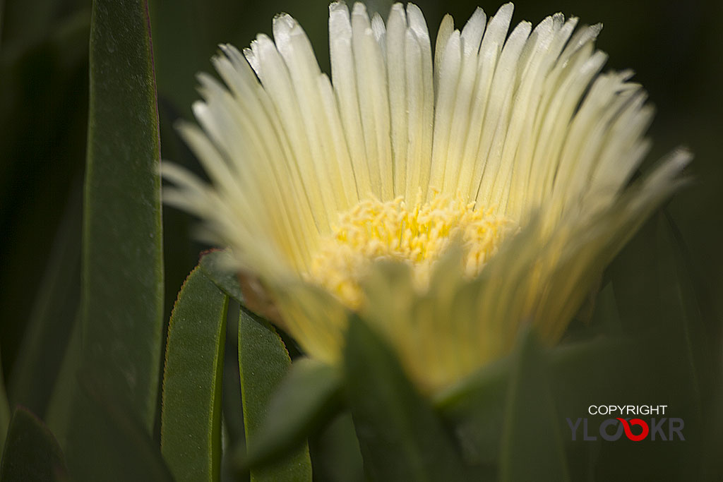 Çiçek Fotoğrafı; Flowers Photography 48