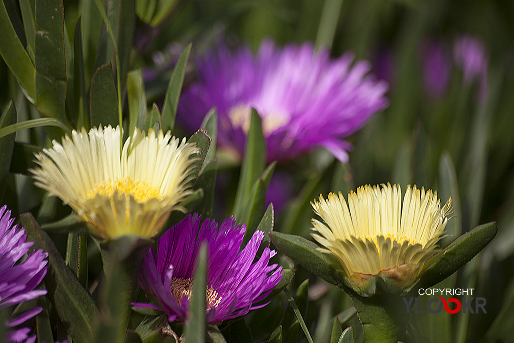 Çiçek Fotoğrafı; Flowers Photography 49