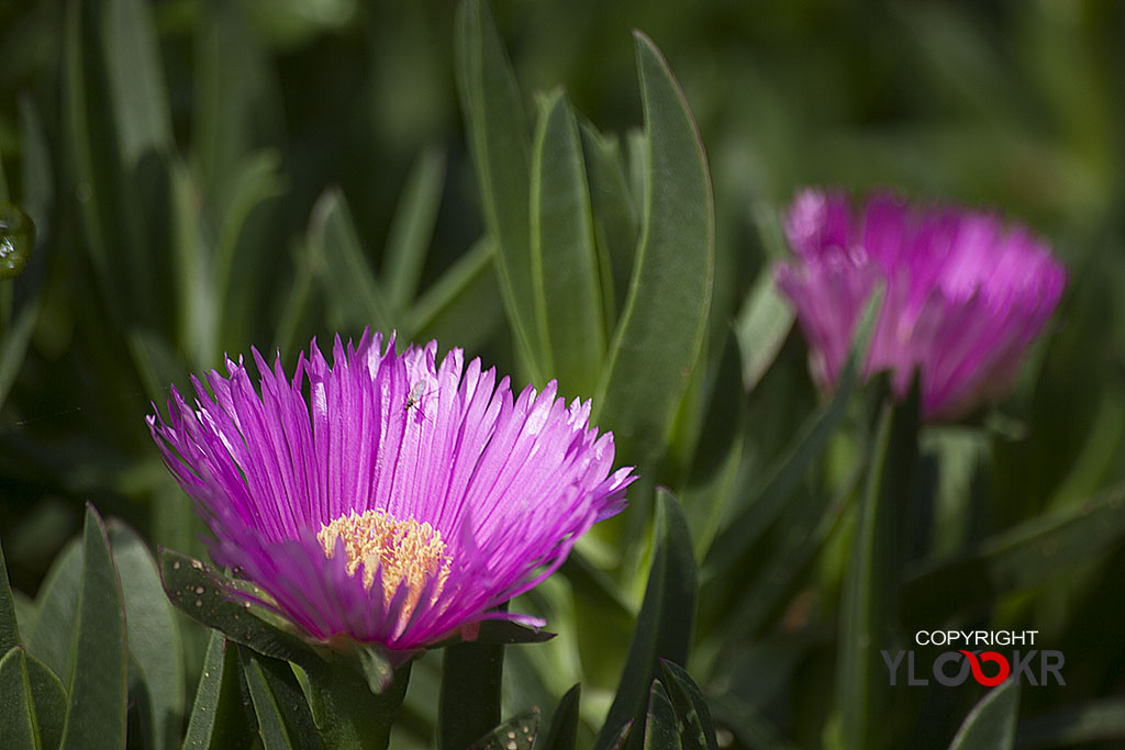 Çiçek Fotoğrafı; Flowers Photography 50