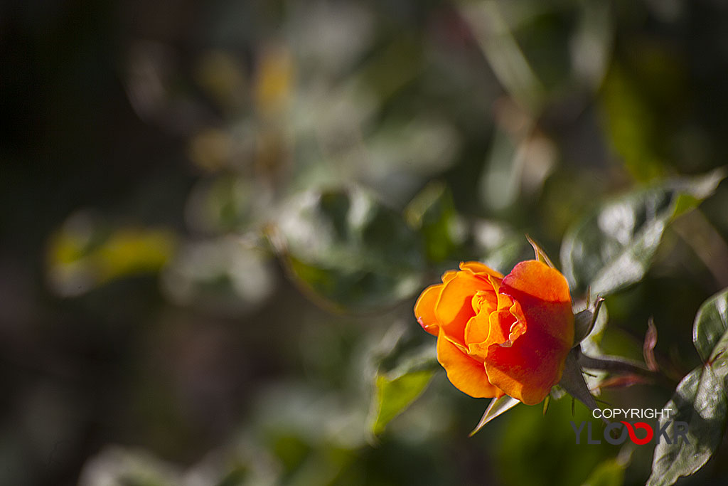 Çiçek Fotoğrafı; Flowers Photography 51