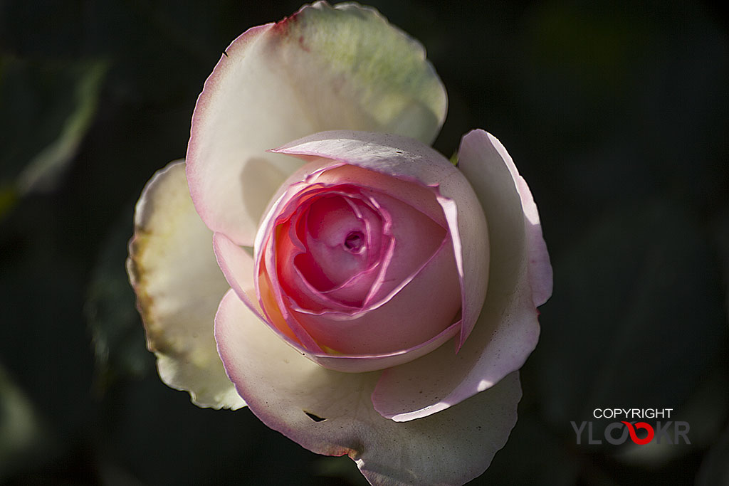 Çiçek Fotoğrafı; Flowers Photography 54