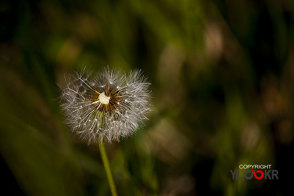 Çiçek Fotoğrafı; Flowers Photography 58