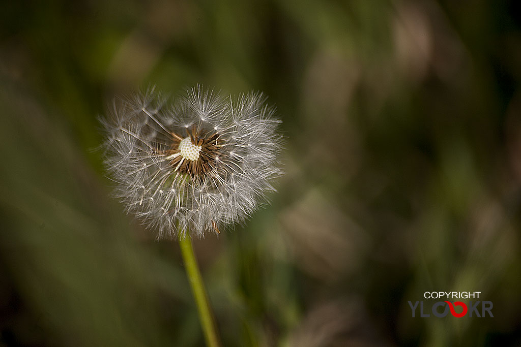 Çiçek Fotoğrafı; Flowers Photography 59