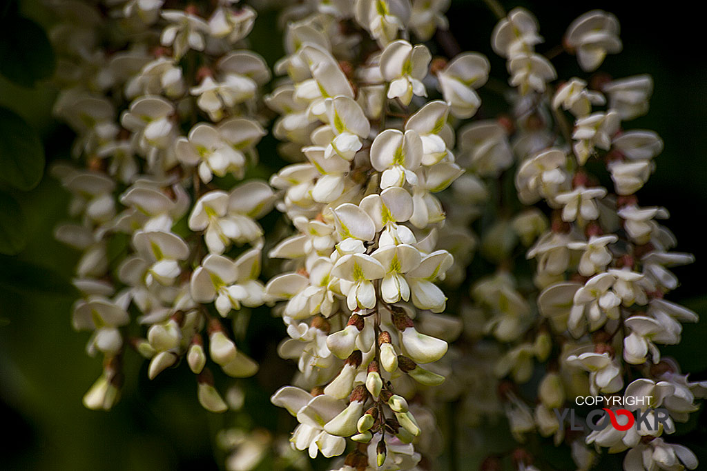 Çiçek Fotoğrafı; Flowers Photography 60