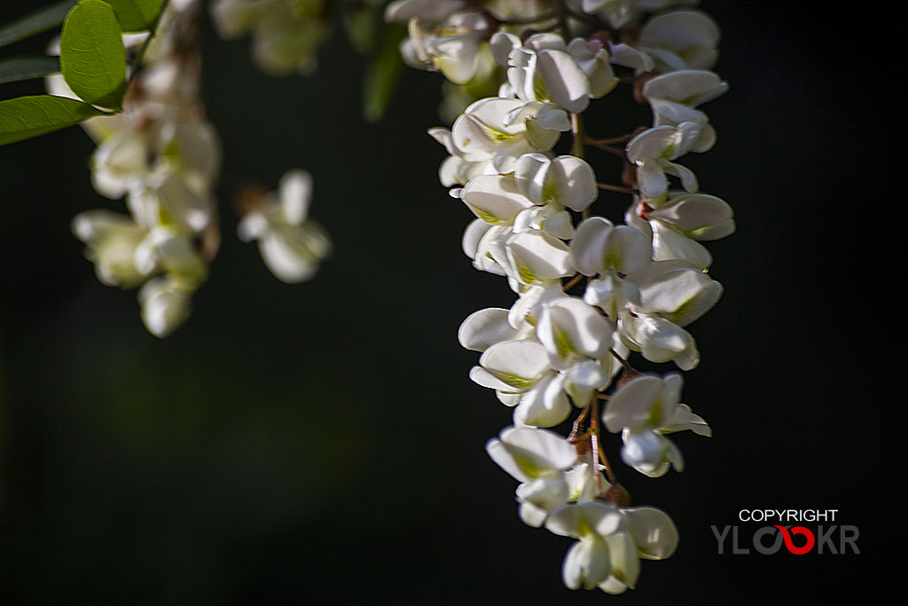 Çiçek Fotoğrafı; Flowers Photography 61