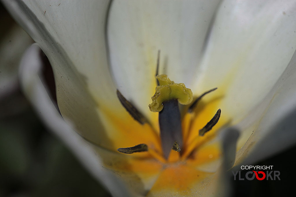 Çiçek Fotoğrafı; Flowers Photography 68