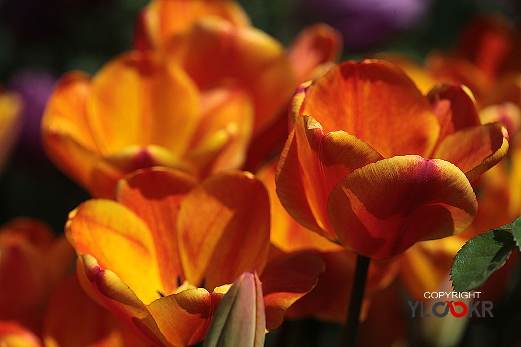 Çiçek Fotoğrafı; Flowers Photography 69