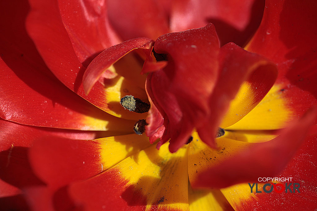 Çiçek Fotoğrafı; Flowers Photography 71