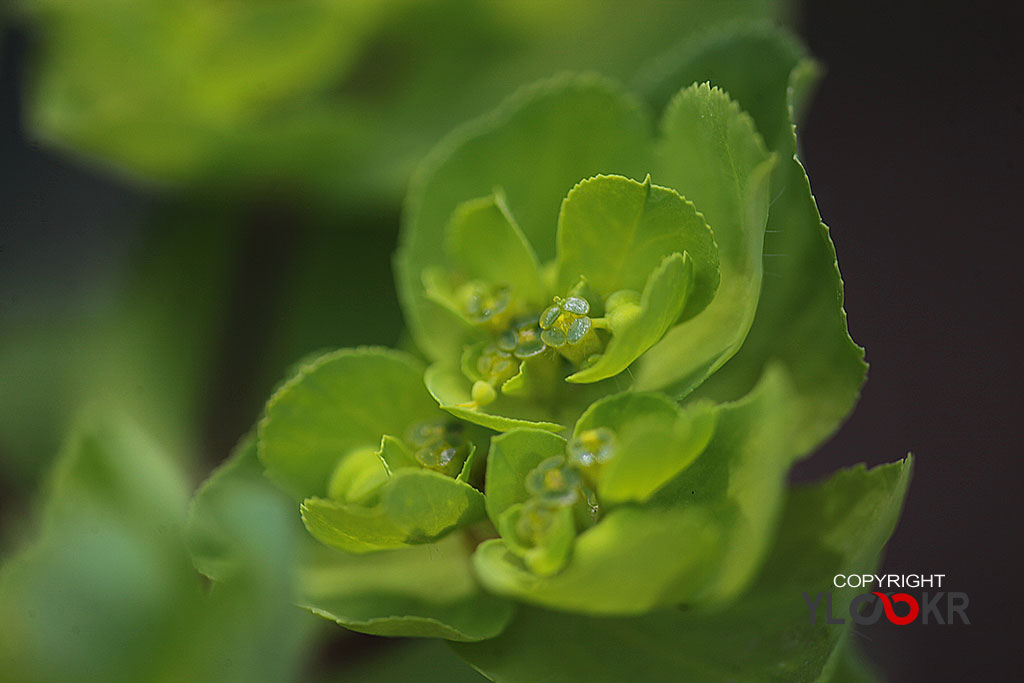 Çiçek Fotoğrafı; Flowers Photography 75