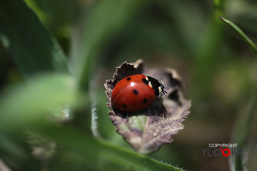 Çiçek Fotoğrafı; Flowers Photography 76