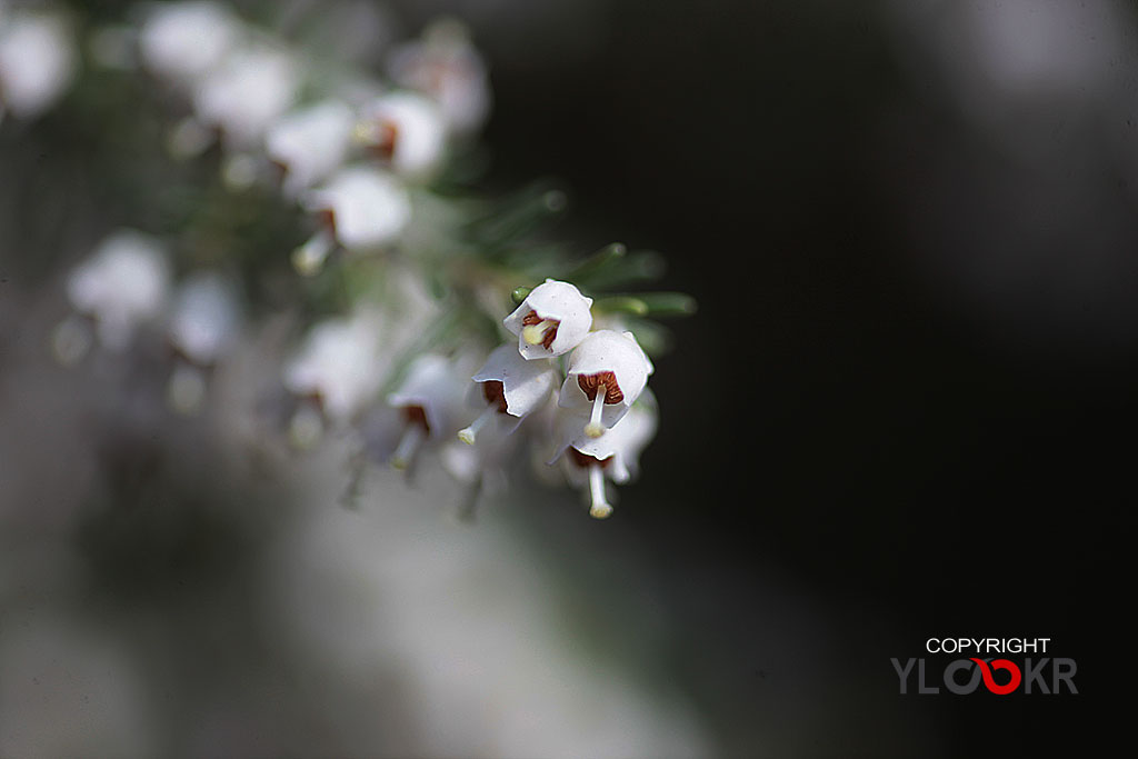 Çiçek Fotoğrafı; Flowers Photography 80