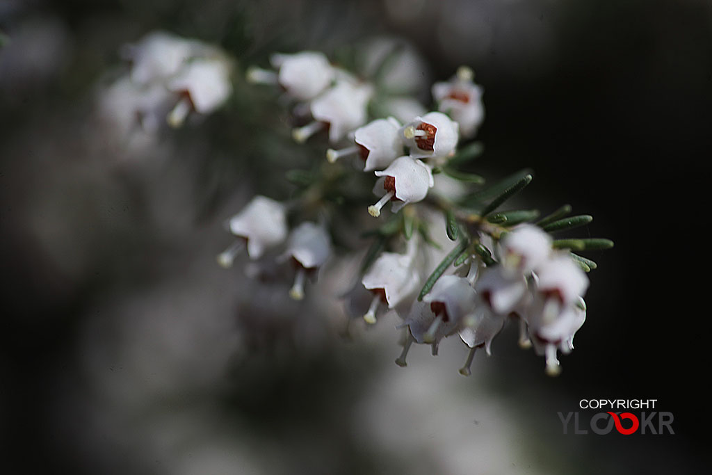 Çiçek Fotoğrafı; Flowers Photography 81