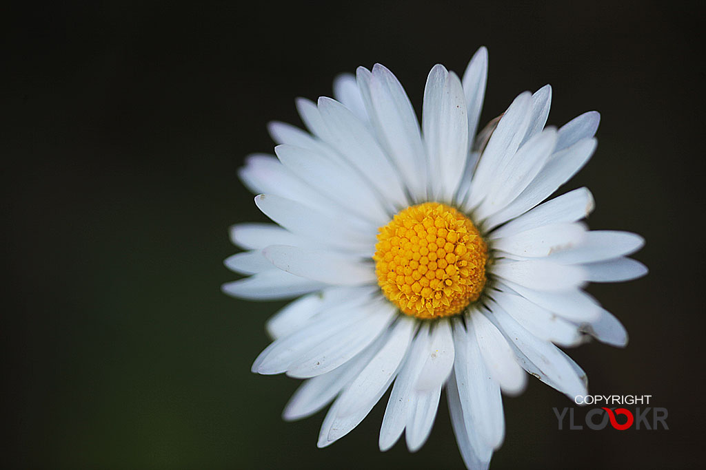 Çiçek Fotoğrafı; Flowers Photography 82