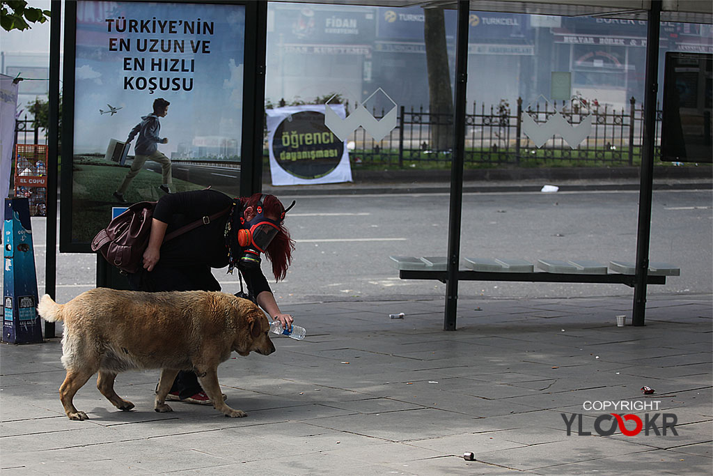 1 Mayıs 2015; İstanbul, Beşiktaş, gaz bombası, gazdan etkilenen köpek