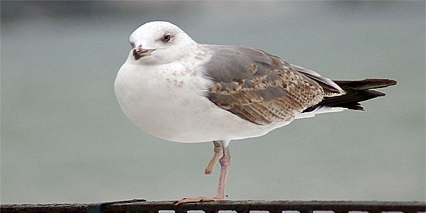 Martı fotoğrafı; Gull photograph