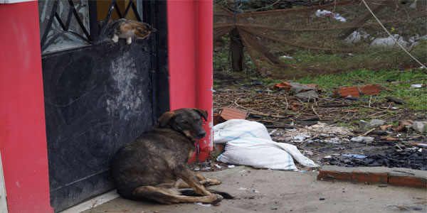 Garipçe Köyü, Kedi, Köpek