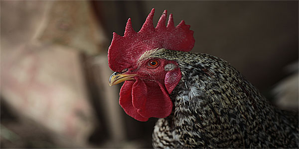 Cock photograph; Horoz fotoğrafı