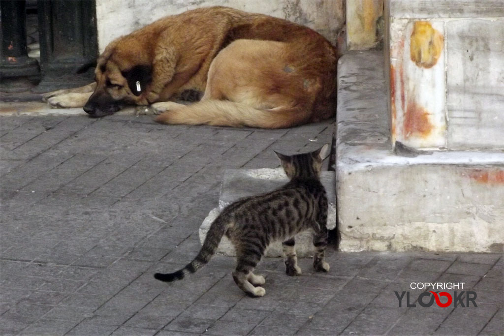 Animals photography, Kedi, Köpek