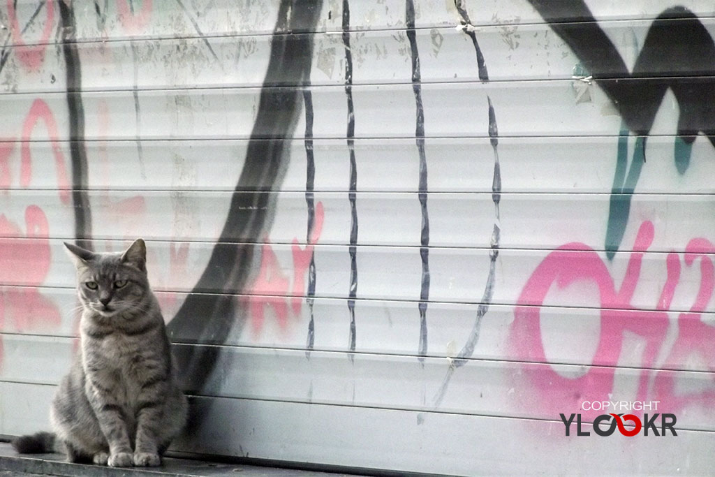 Cat, Kedi, Turist, İstanbul; Tünel 3