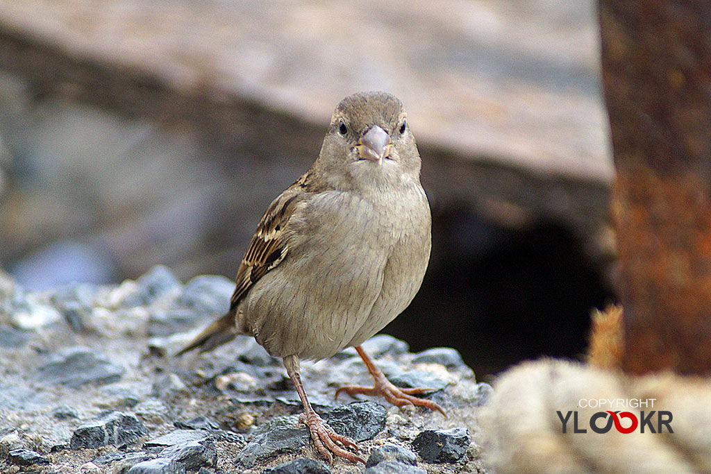 Serçe, Sparrow 2